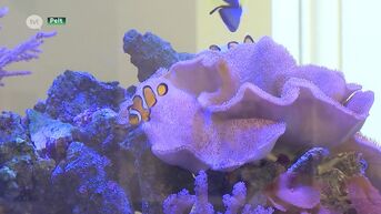 Het Blijft in de Familie: Aqualife uit Pelt bouwt luxe aquariums