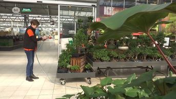 Floralux boos dat tuincentra nu plots toch weer planten mogen verkopen