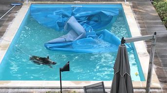 Everzwijn sukkelt in zwembad in Genk