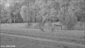 Bekijk hier de eerste beelden van de Limburgse wolvenwelpjes