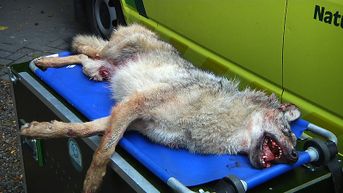 Jonge wolvin doodgereden: 