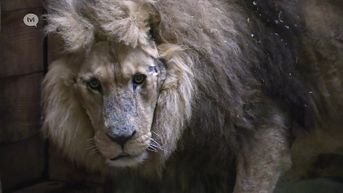 Gewapende agenten helpen Natuurhulpcentrum verwaarloosde leeuw te redden