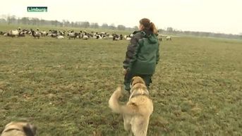Nieuwe afrastering en vrijwilligers moeten schapen beschermen tegen wolven