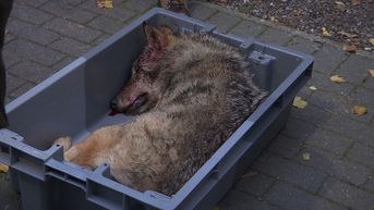 Tweede wolvin doodgereden in 10 dagen tijd