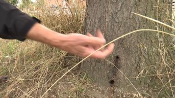 Gaatjesboorder vergiftigt bomen in Hoeselt