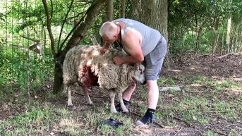 Wolven bijten 11 schapen dood in twee nachten