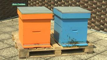 120.000 bijen maken honing bovenop cultuurcentrum Sint-Truiden