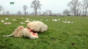 Drie schapen doodgebeten in Peer