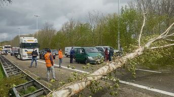 Stormschade Limburg: boom verspert E313 Hoeselt en boten beschadigd aan Schulens Meer