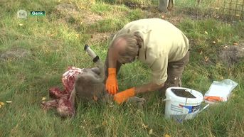 Wolf bijt voor het eerste schaap dood op grondgebied Genk