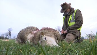Schapenhouder uit Sonnis krijgt te maken met wolvenaanval in omheinde weide
