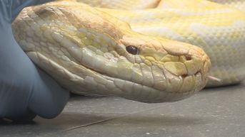 Natuurhulpcentrum vangt twee enorme tijgerpythons op