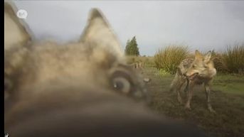 Prachtige nieuwe beelden van Limburgse wolvenwelpen