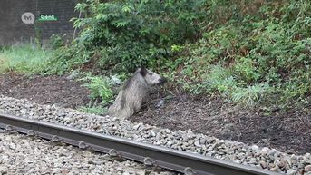 Drie everzwijnen doodgereden door trein in Genk