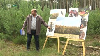 Bosgroep Limburg start met herstelplan voor afgestorven fijnsparbossen