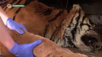 Zo onderzoeken veeartsen van het Natuurhulpcentrum een tijger van 200 kg