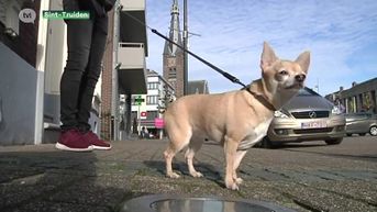 Truiense hondeneigenaars riskeren proces-verbaal als ze geen hondenpoepzakje bij hebben