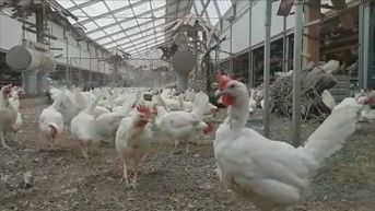 Omstreden kippenstal in Kortessem krijgt vergunning van Vlaamse regering