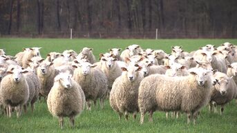Limburgse schapenhouder staat regelmatig oog in oog met wolven: 