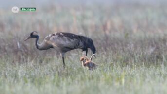 Voor het eerst in 250 jaar kraanvogels geboren in Limburg