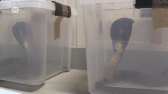 Peltenaar tien dagen in coma na giftige slangenbeet