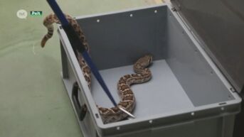 Natuurhulpcentrum vangt giftige slangen op na beet die Peltenaar in coma doet belanden