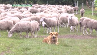 Wolven doden opnieuw schapen in Helchteren