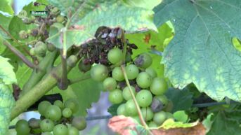 Natte zomer verpest Limburgse wijnoogst
