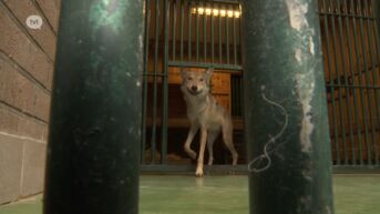 Natuurhulpcentrum vangt twee tamme wolven uit Oekraïne op