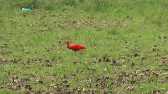 Zeldzame rode ibis gespot in Bilzen