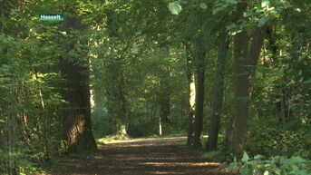 135 hectare extra bosgebied rond Hasselt