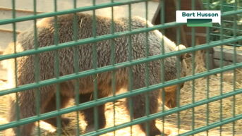 Opendeurdag Natuurhulpcentrum lokt 2.000 dierenliefhebbers naar Oudsbergen