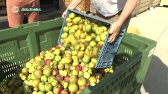 Steeds meer particulieren met appelboom laten fruit persen bij Pipo Sint-Truiden