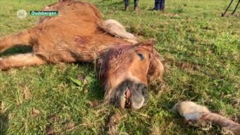 Twee pony’s doodgebeten door wolf in Oudsbergen