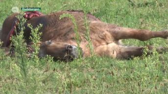 Wolven bijten twee pony's dood in Oudsbergen: burgemeester Goossens reageert woedend