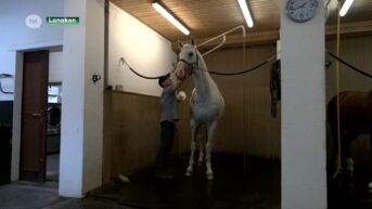 Reeks Zangersheide (deel 4): Paarden krijgen de beste zorg dankzij Finse stalmanager Nanna & haar team