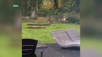 Everzwijnen vernielen pas aangelegde tuin van jeugdschrijfster in Genk