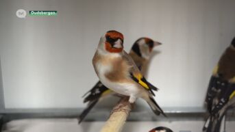 Natuurhulpcentrum neemt record aantal zangvogels in beslag
