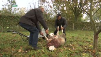 Wolf bijt voor de derde keer schapen dood bij eigenaar in Pelt