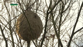 Nest Aziatische hoornaars ontdekt in centrum Beringen