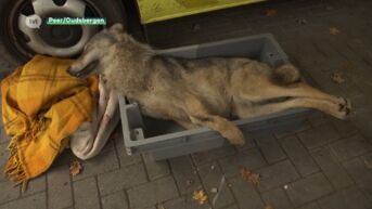 Jonge wolvin doodgereden in Peer