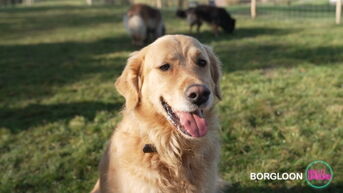 Hallo Borgloon: opening hondenweide