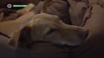 Steeds meer mensen adopteren hond in het buitenland