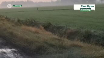 Nieuwe beelden opgedoken van een wolf op de grens van Peer en Helchteren