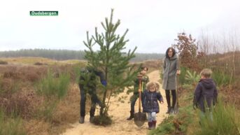 Nationaal Park Hoge Kempen: gezinnen mogen gratis kerstboom uitgraven in ruil voor uurtje werk