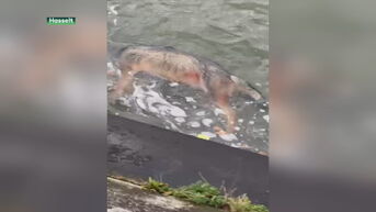 Wolf verdrinkt in Albertkanaal in Kuringen