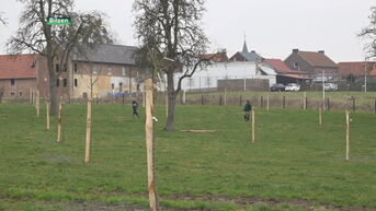 Bilzen wil uitstraling Haspengouw bewaren met aanplant van hoogstamboomgaarden