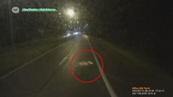 Trucker kan nipt aanrijding met wolf vermijden in Houthalen-Helchteren
