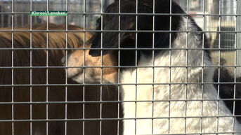 100 honden in beslag genomen in Lanaken: veel kandidaten om er eentje te adopteren