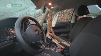 Auto doorboord door vallende tak, moeder en kind ontsnappen aan vreselijk ongeluk